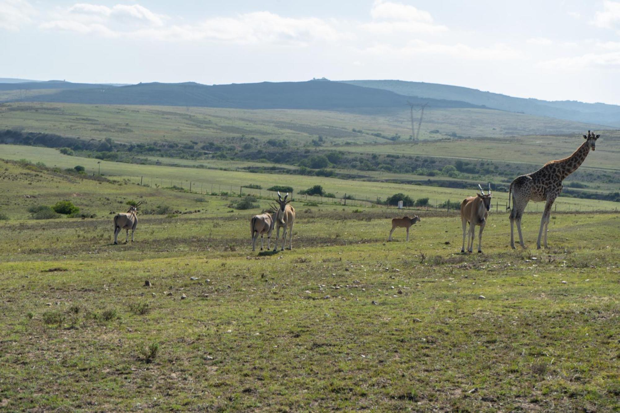 Hartenbos Private Game Lodge Luaran gambar