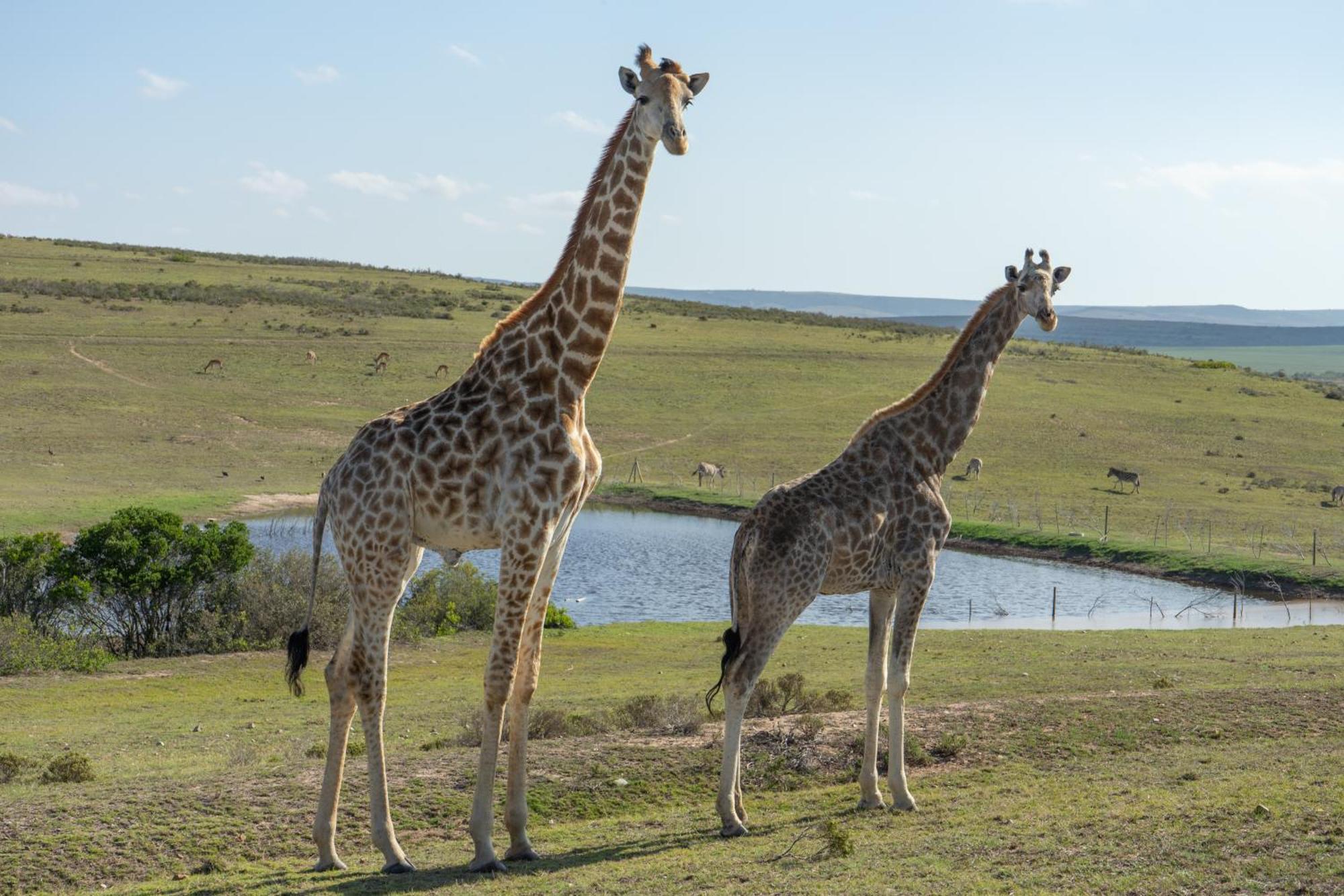 Hartenbos Private Game Lodge Luaran gambar