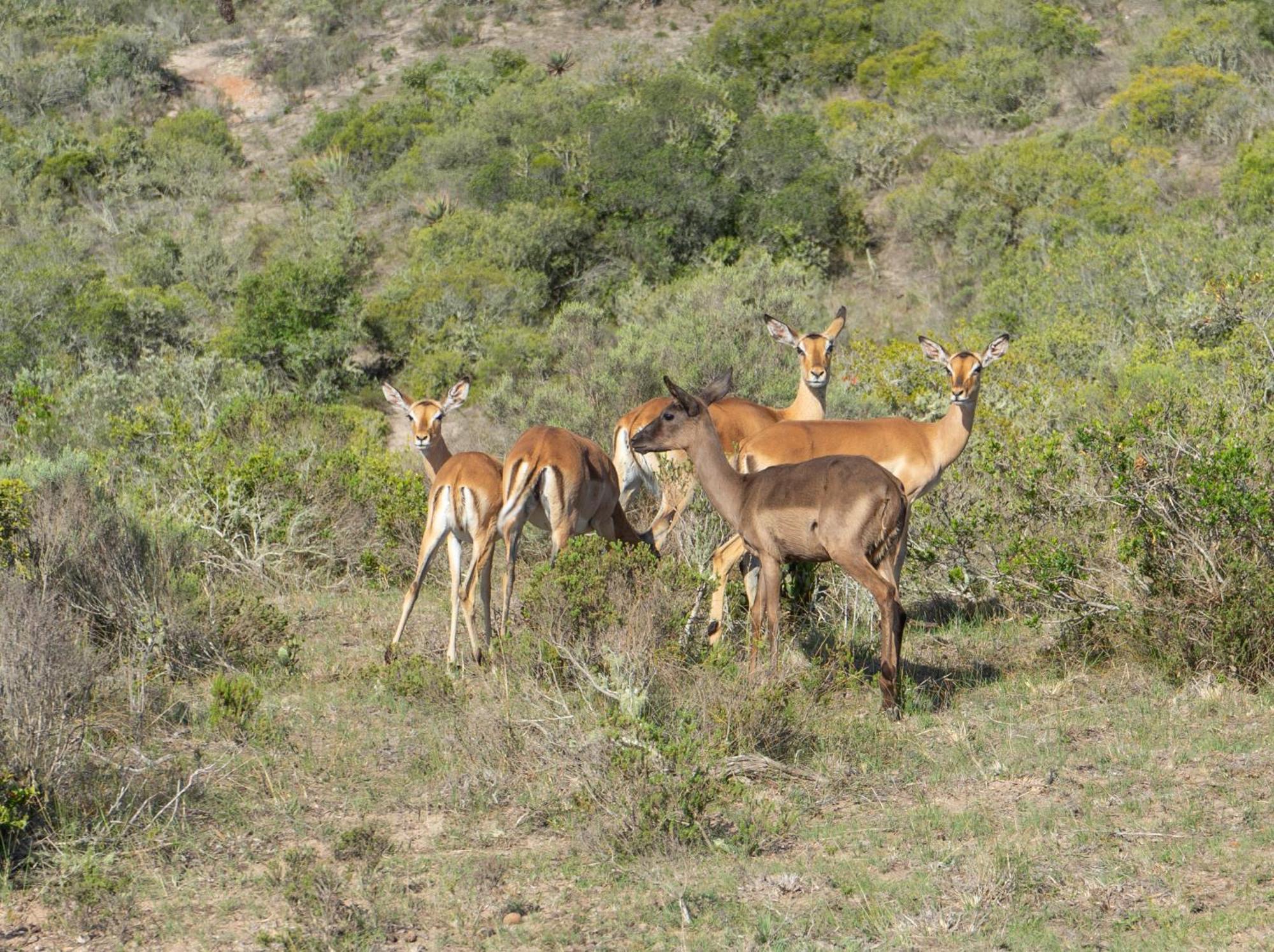 Hartenbos Private Game Lodge Luaran gambar