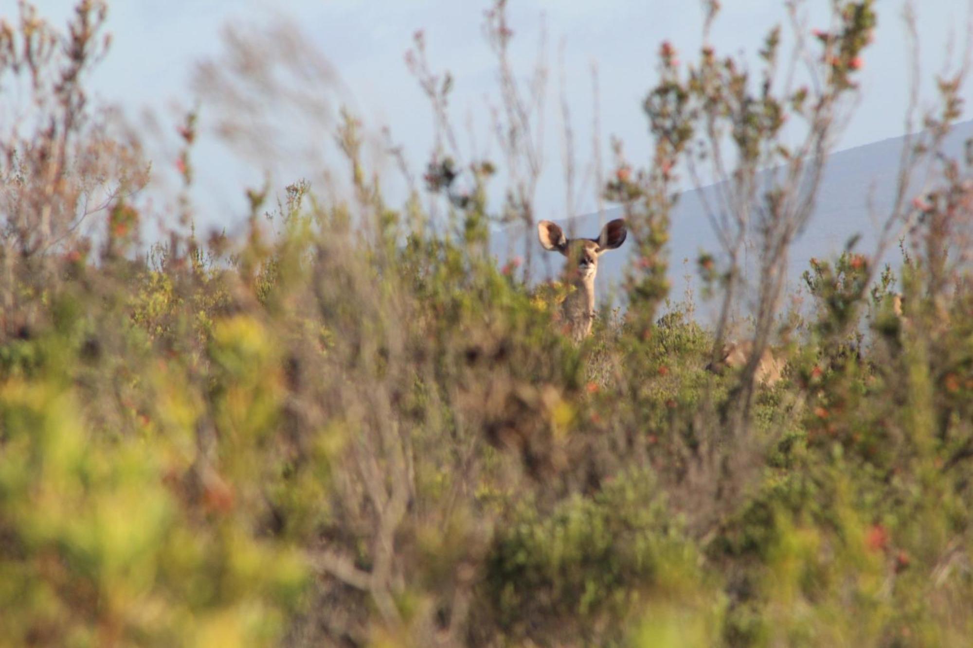 Hartenbos Private Game Lodge Luaran gambar