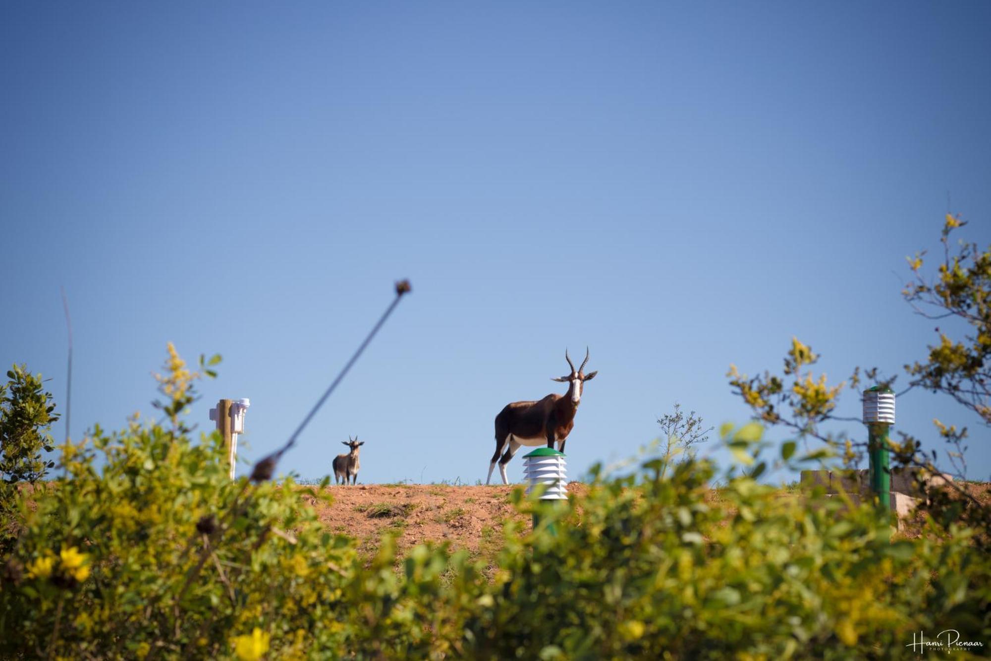 Hartenbos Private Game Lodge Luaran gambar