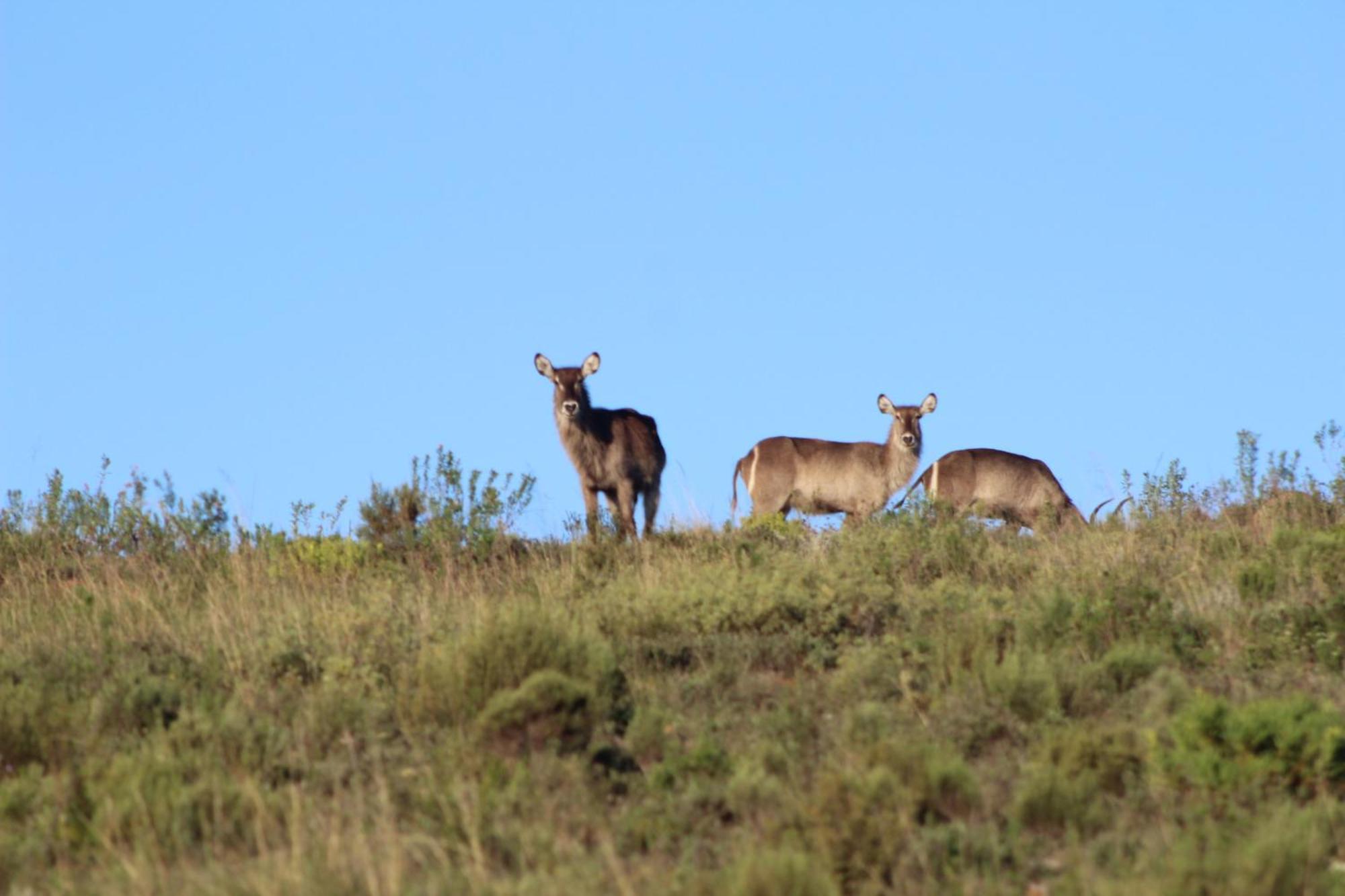 Hartenbos Private Game Lodge Luaran gambar