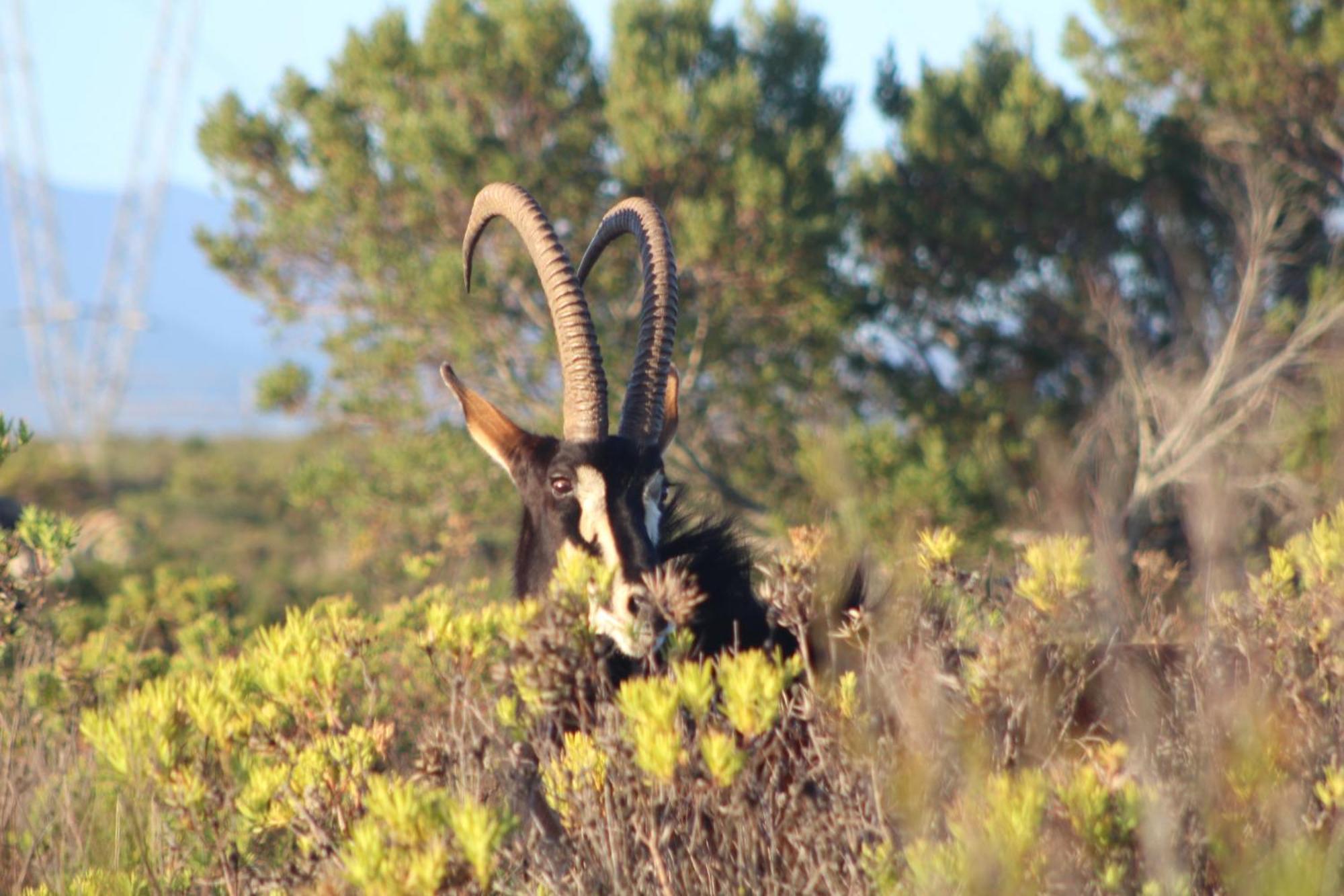 Hartenbos Private Game Lodge Luaran gambar