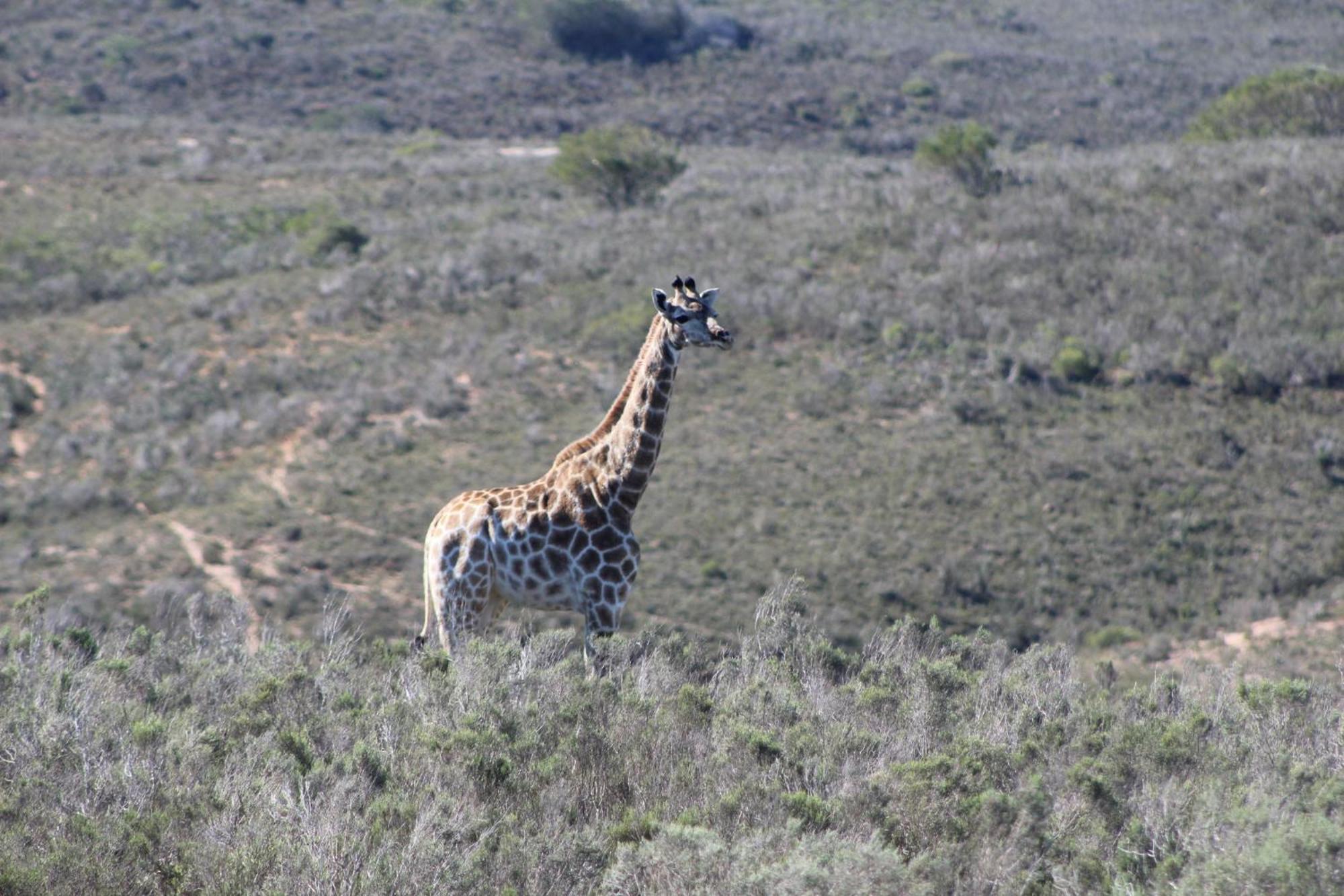 Hartenbos Private Game Lodge Luaran gambar