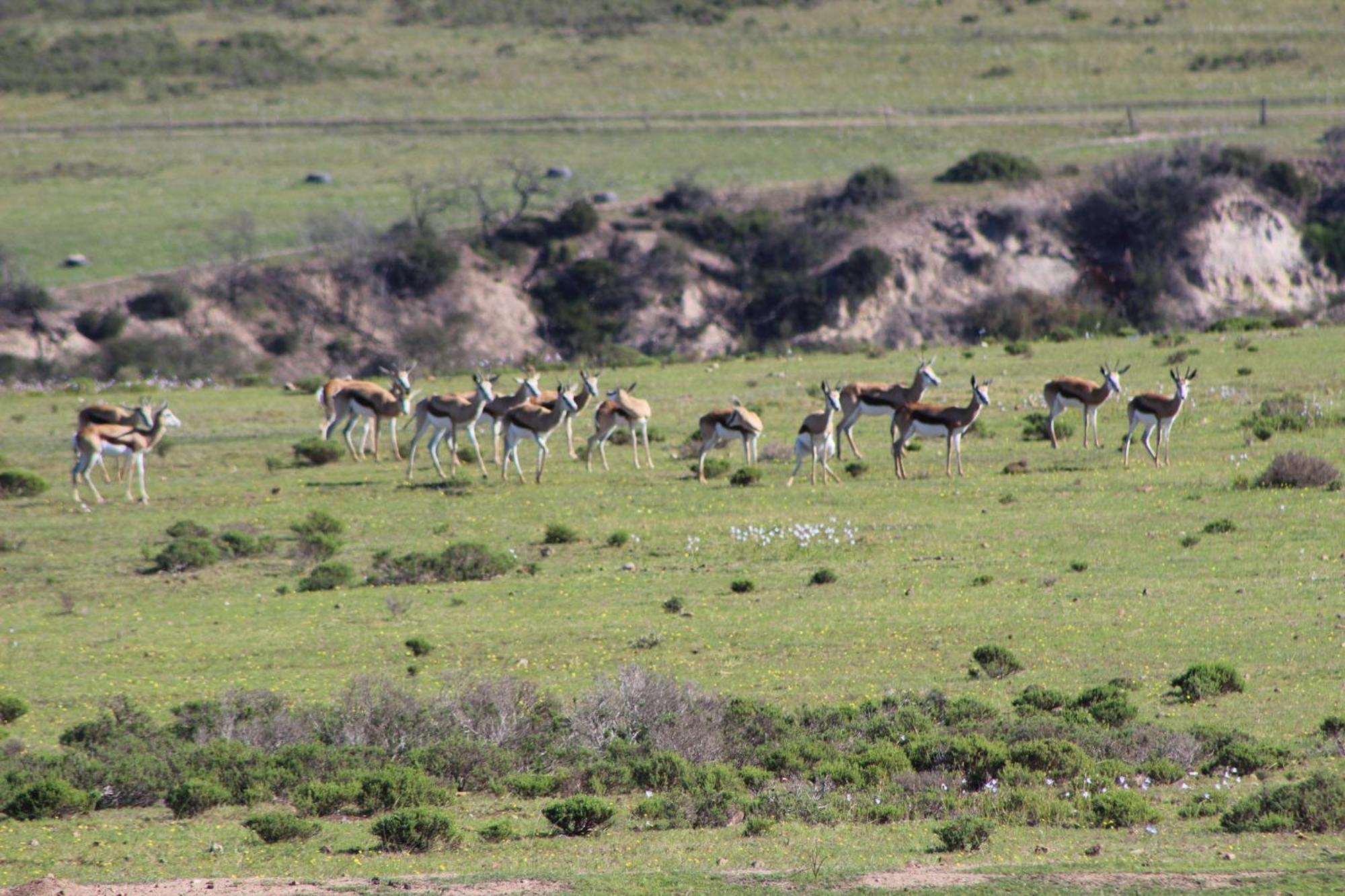 Hartenbos Private Game Lodge Luaran gambar